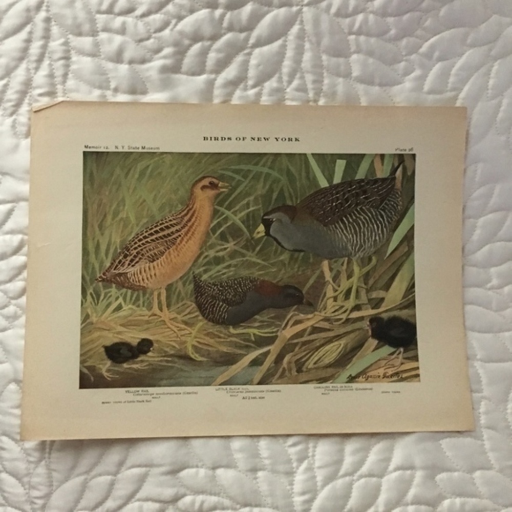 🖤 5 / $ 25 Antique Ornithological Bird Print Original - Picture 10 of 15